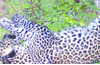 Leopard cub dies, killed by vehicle on NH